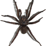 APSM Extermination Exterminateur Urgence 24/24h photo 4